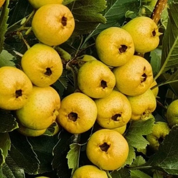 黄金豆山楂