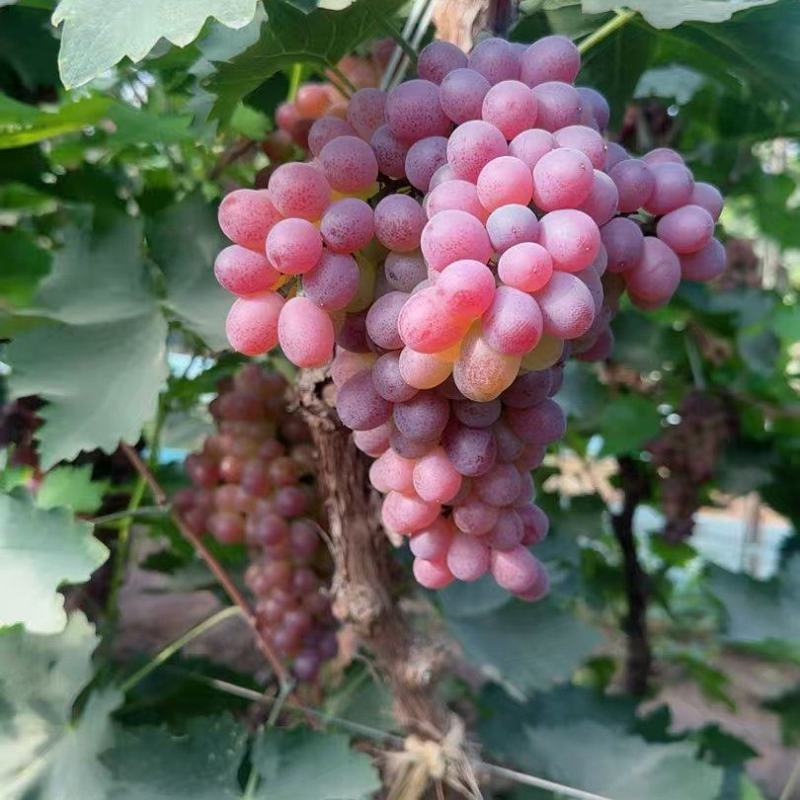 灯塔地区出售无核玫瑰香葡萄