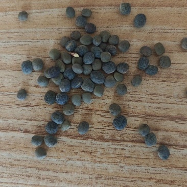 甘肃定西建设豌豆大量出货，品质优，欢迎选购
