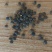 甘肃定西建设豌豆大量出货，品质优，欢迎选购