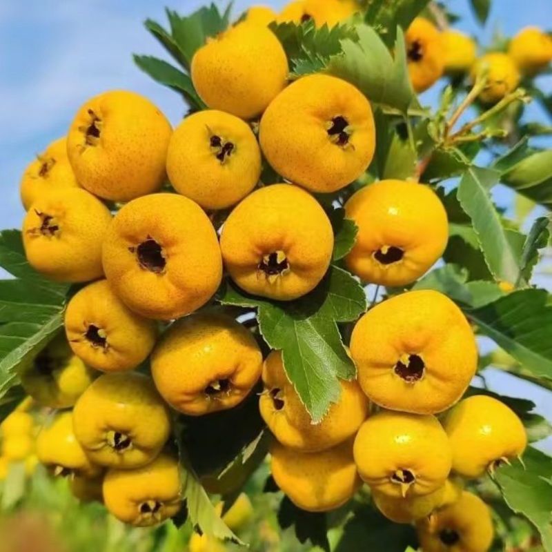 黄金豆山楂