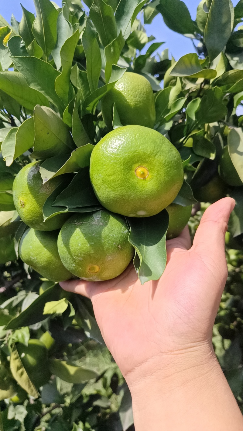 正宗资阳特早蜜橘，好货，无套路