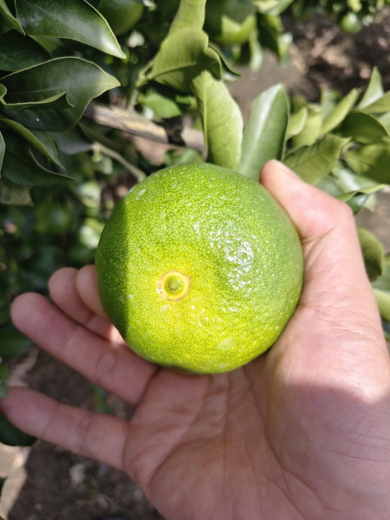 正宗资阳特早蜜橘，好货，无套路
