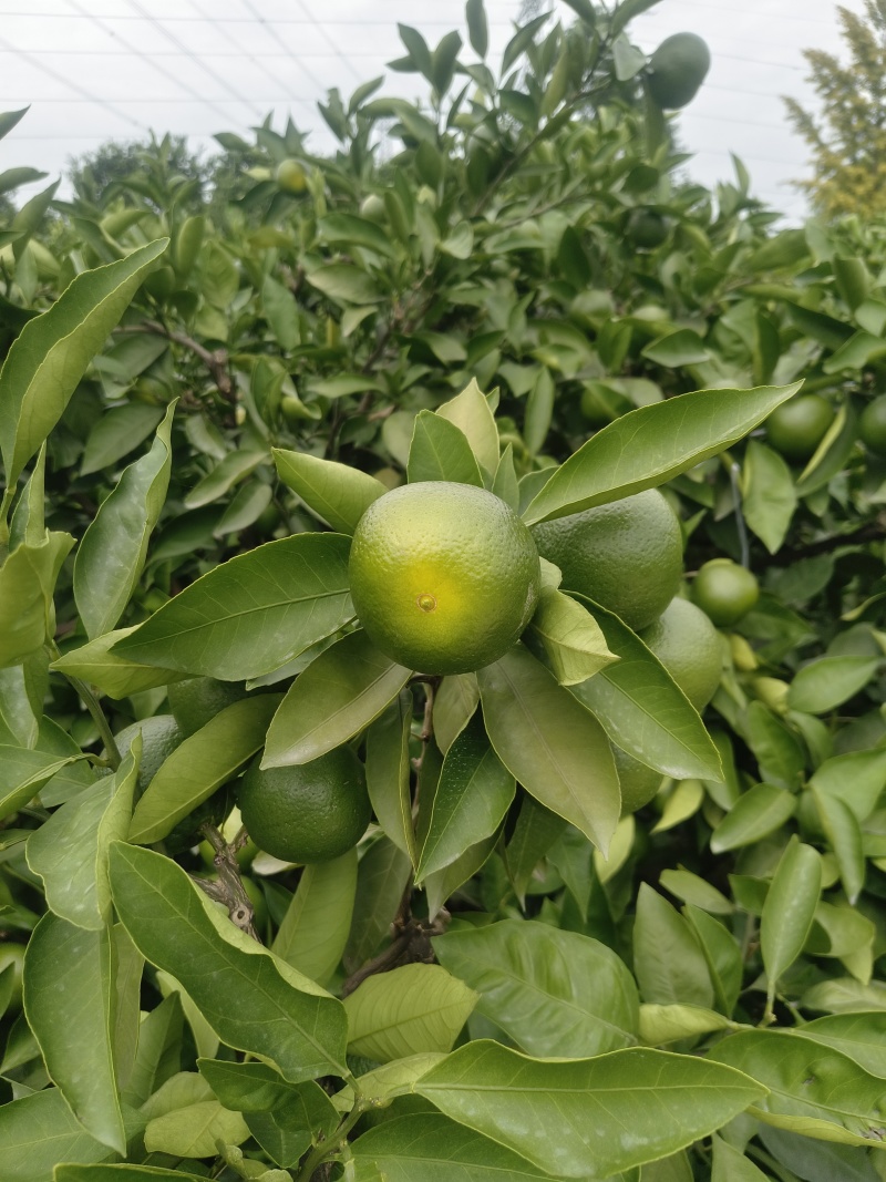 正宗资阳特早蜜橘，好货，无套路