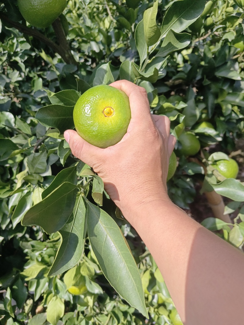 正宗资阳特早蜜橘，好货，无套路
