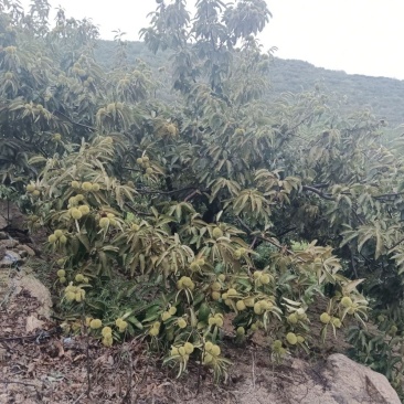 沂蒙山板栗