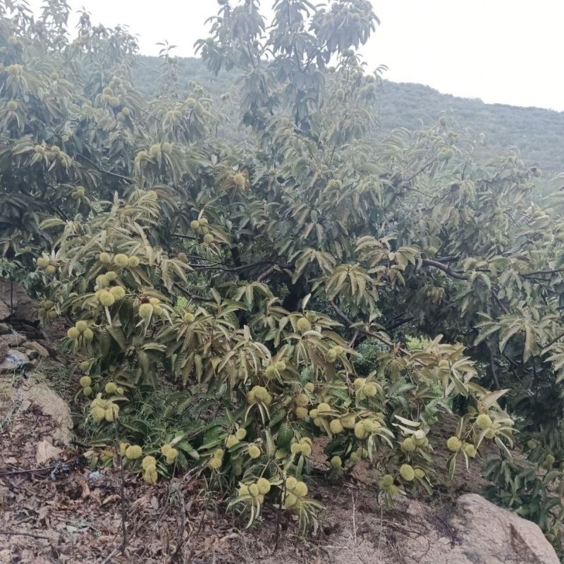 沂蒙山板栗
