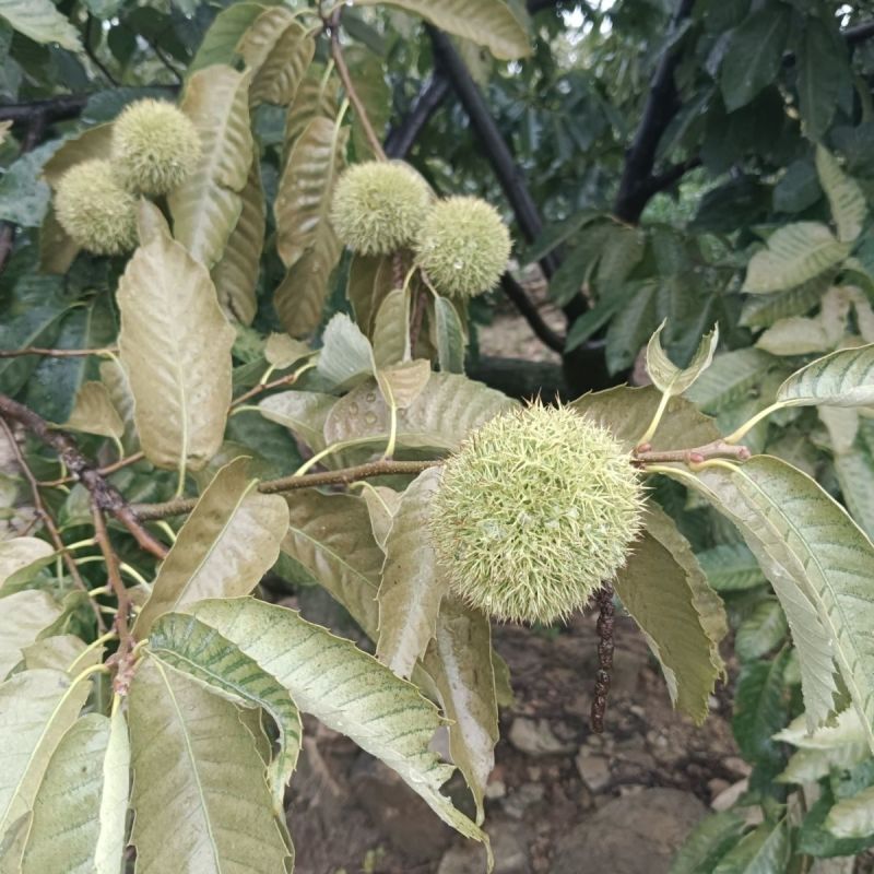 沂蒙山板栗