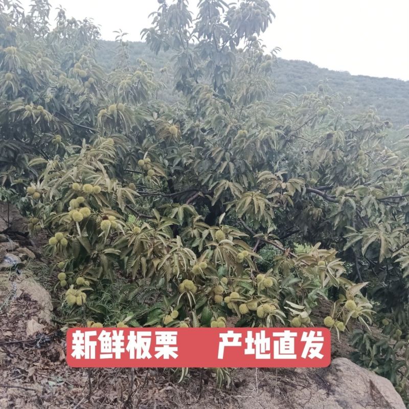沂蒙山板栗