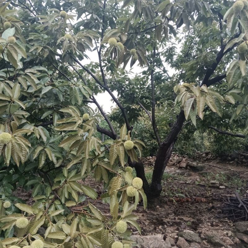 沂蒙山板栗