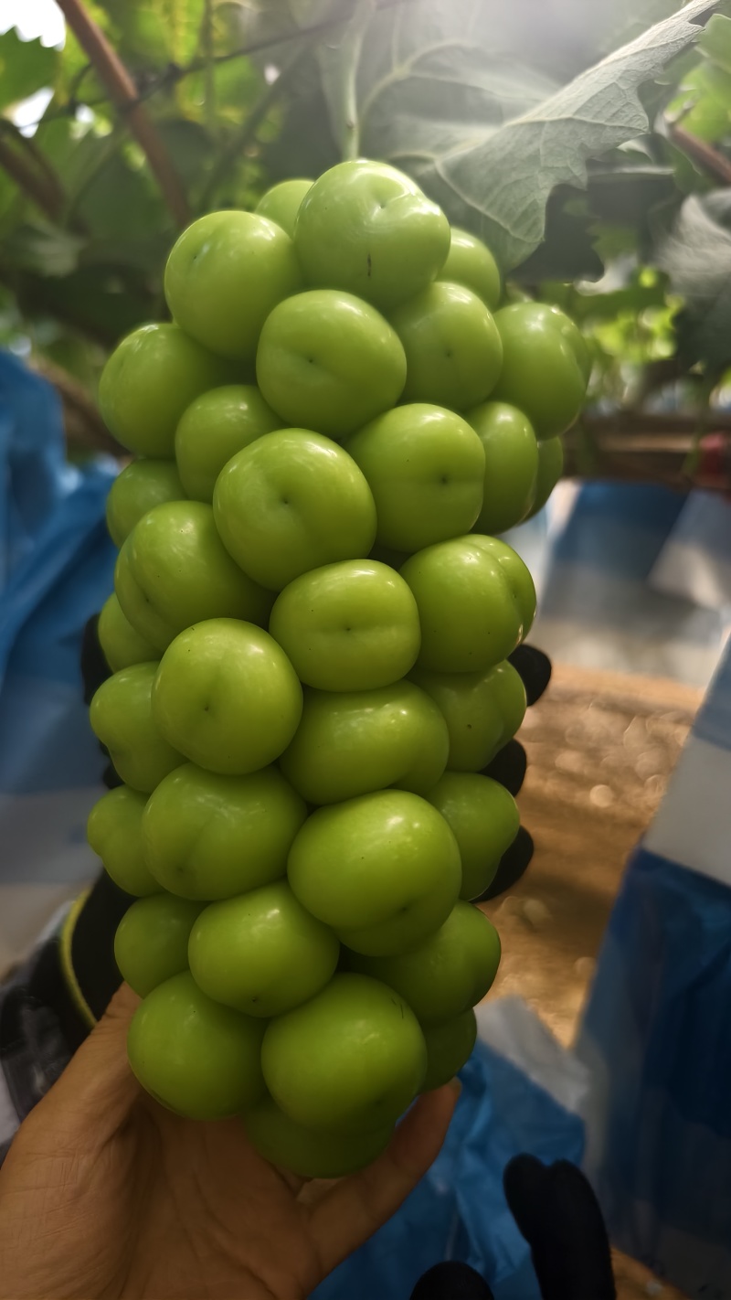 阳光玫瑰葡萄，量大从优