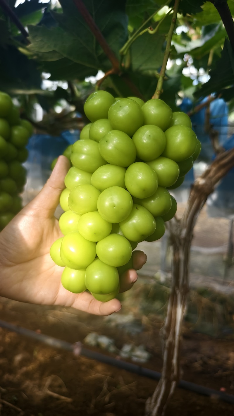 阳光玫瑰葡萄，量大从优