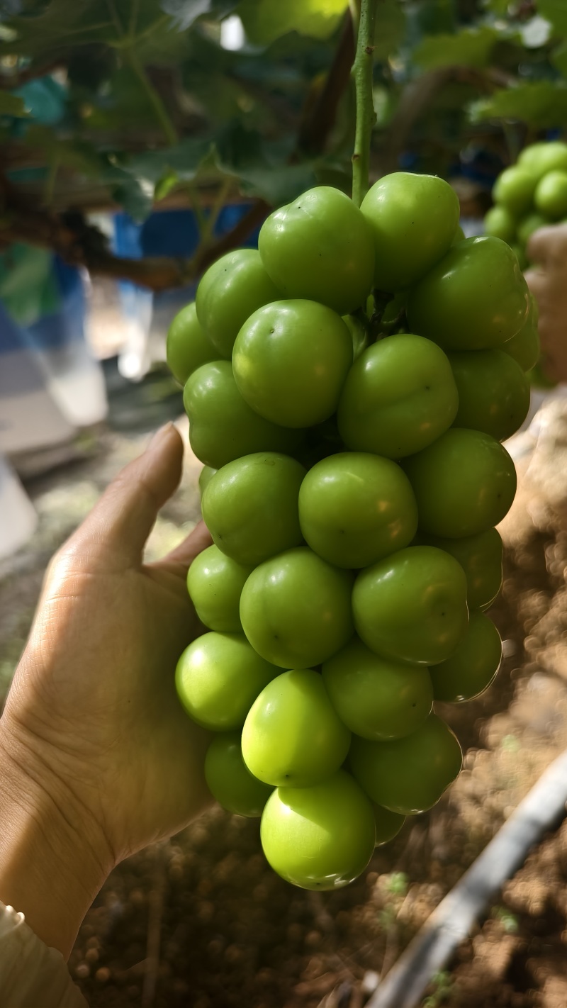 阳光玫瑰葡萄，量大从优
