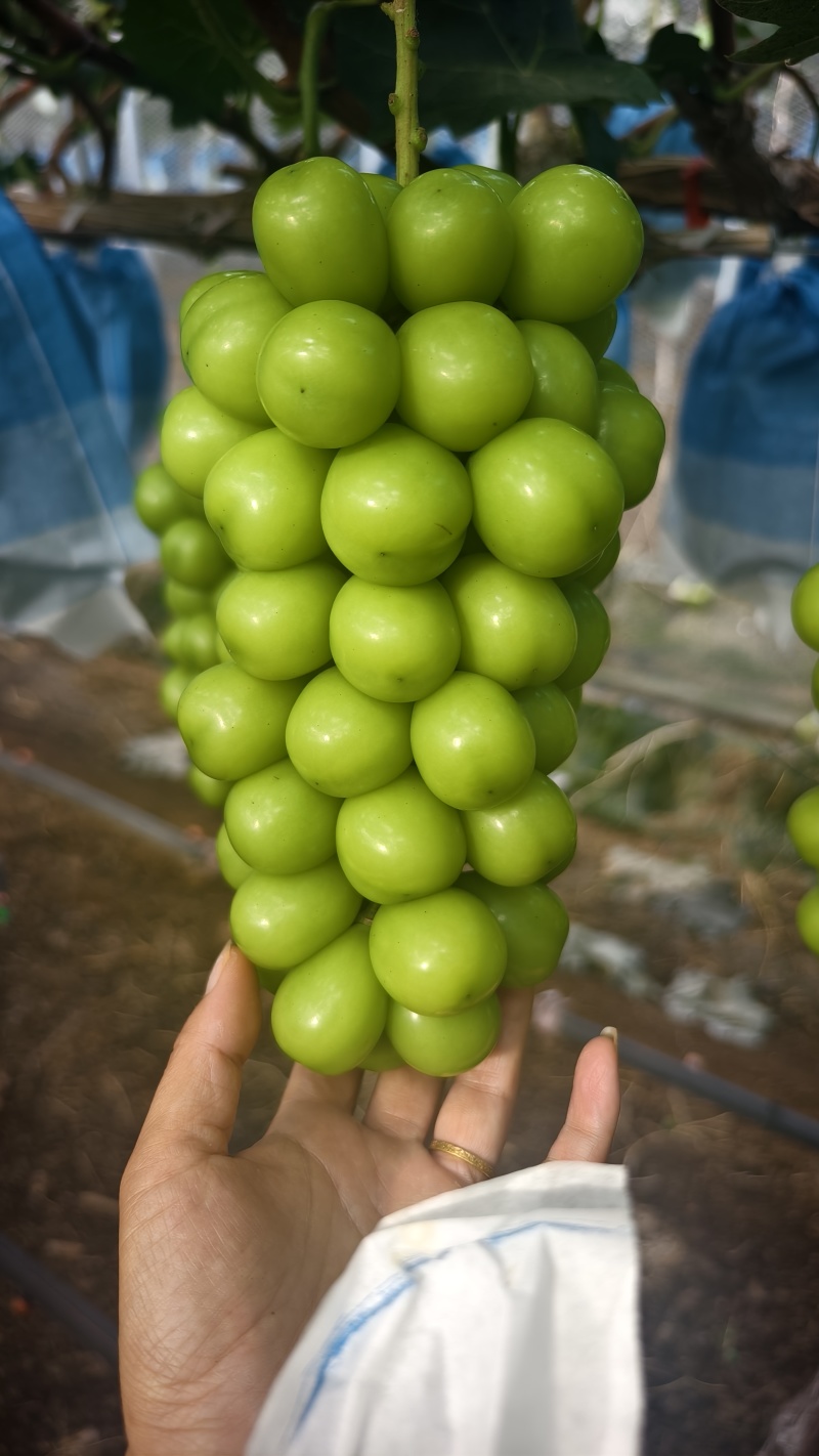 阳光玫瑰葡萄，量大从优