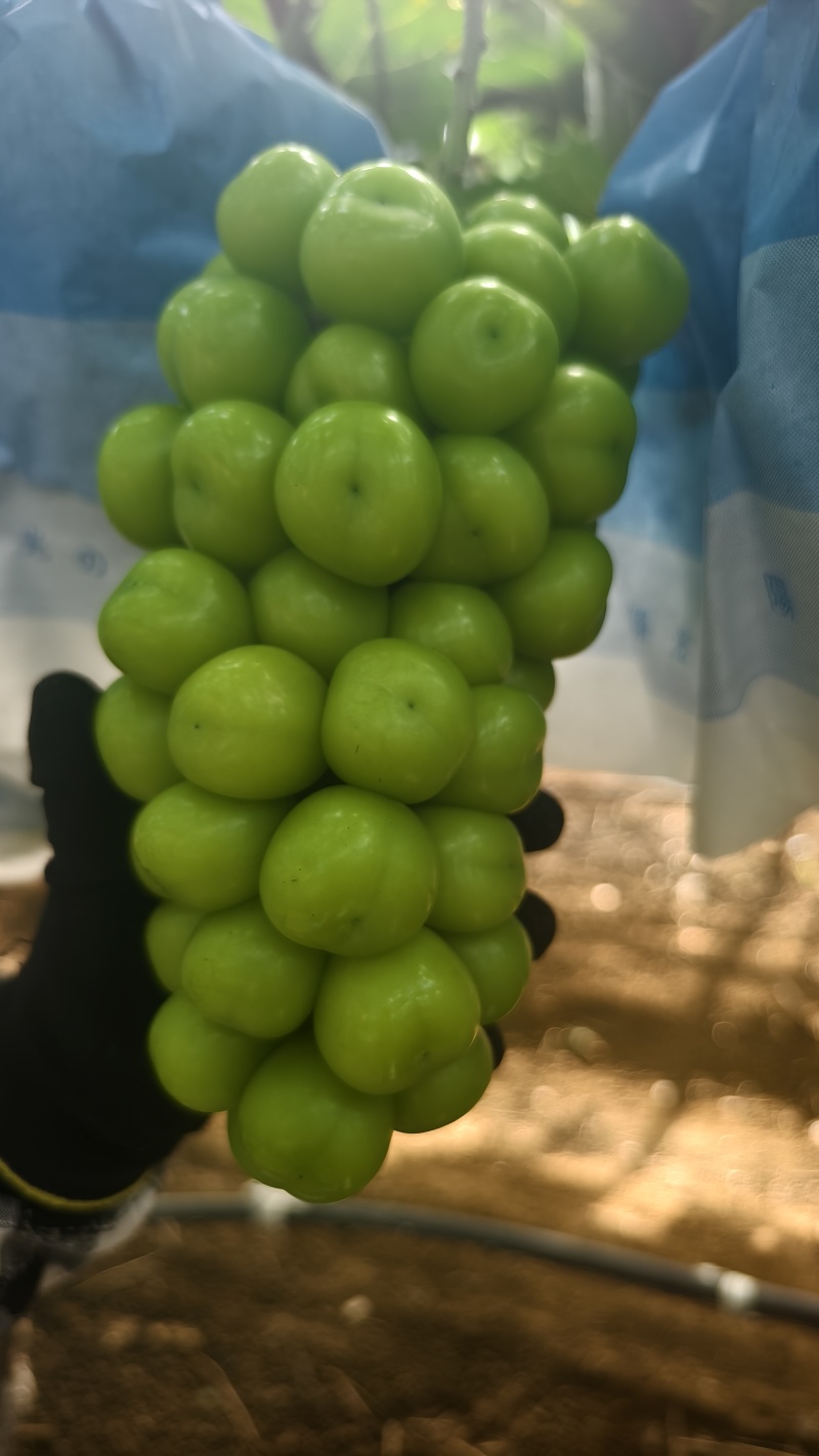 阳光玫瑰葡萄，量大从优