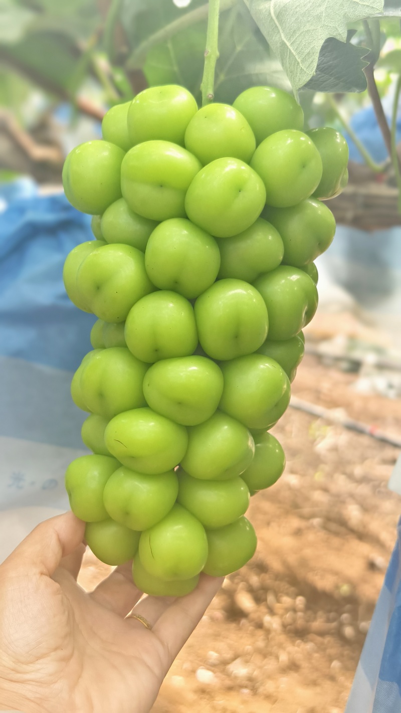阳光玫瑰葡萄，量大从优