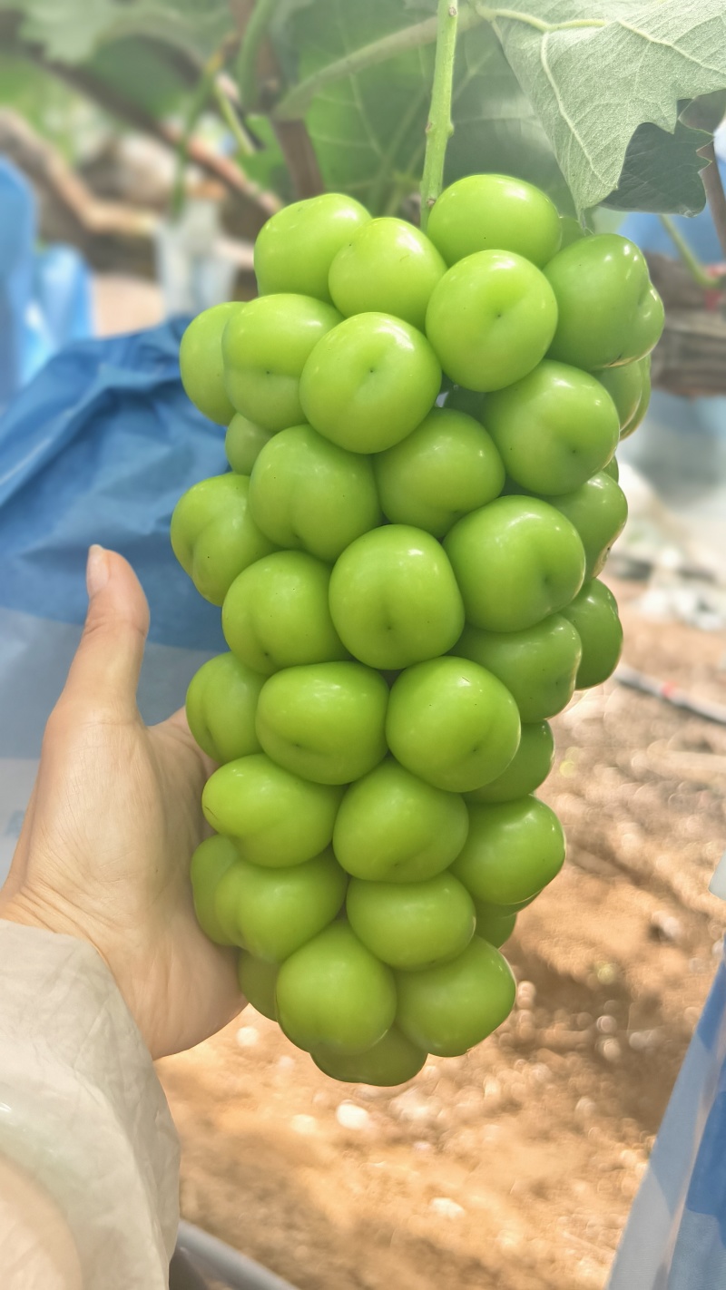 阳光玫瑰葡萄，量大从优
