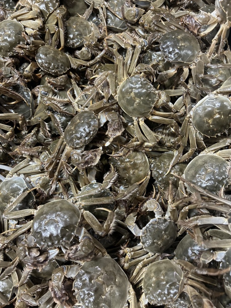新疆大闸蟹