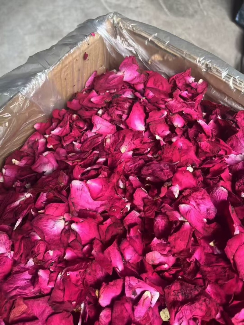 墨红玫瑰花瓣玫瑰花瓣新花大片完整各种花瓣冻干花瓣烤干花瓣