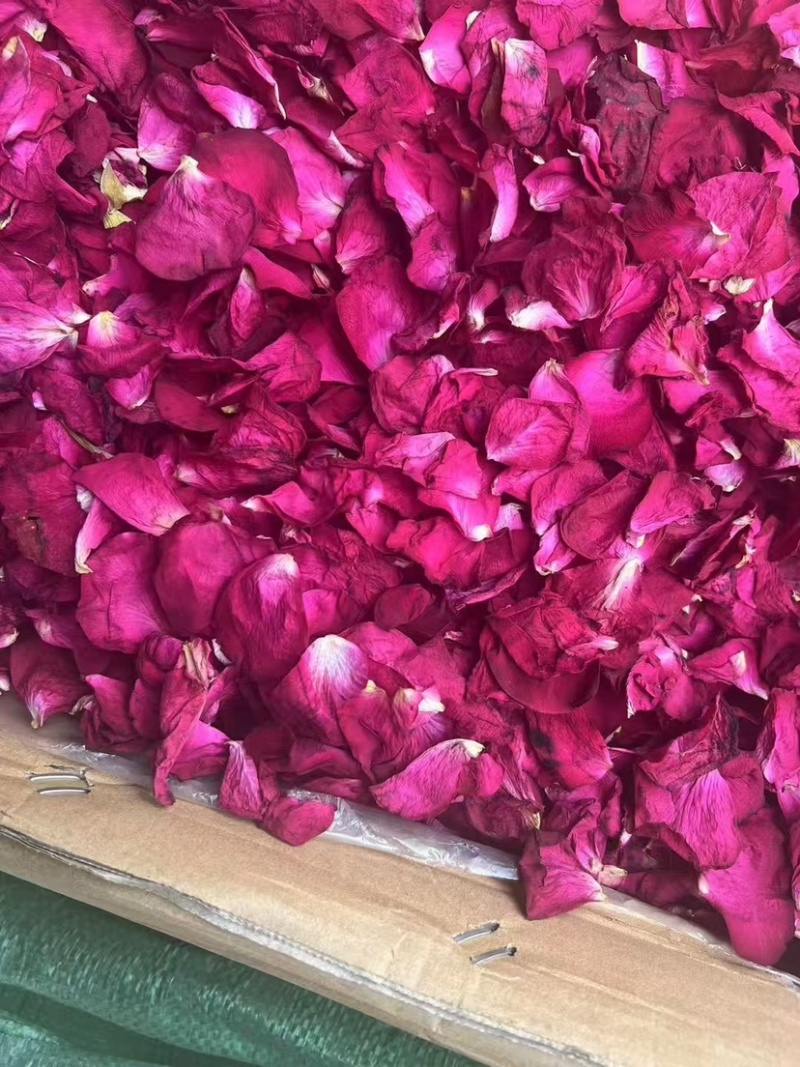 墨红玫瑰花瓣玫瑰花瓣新花大片完整各种花瓣冻干花瓣烤干花瓣