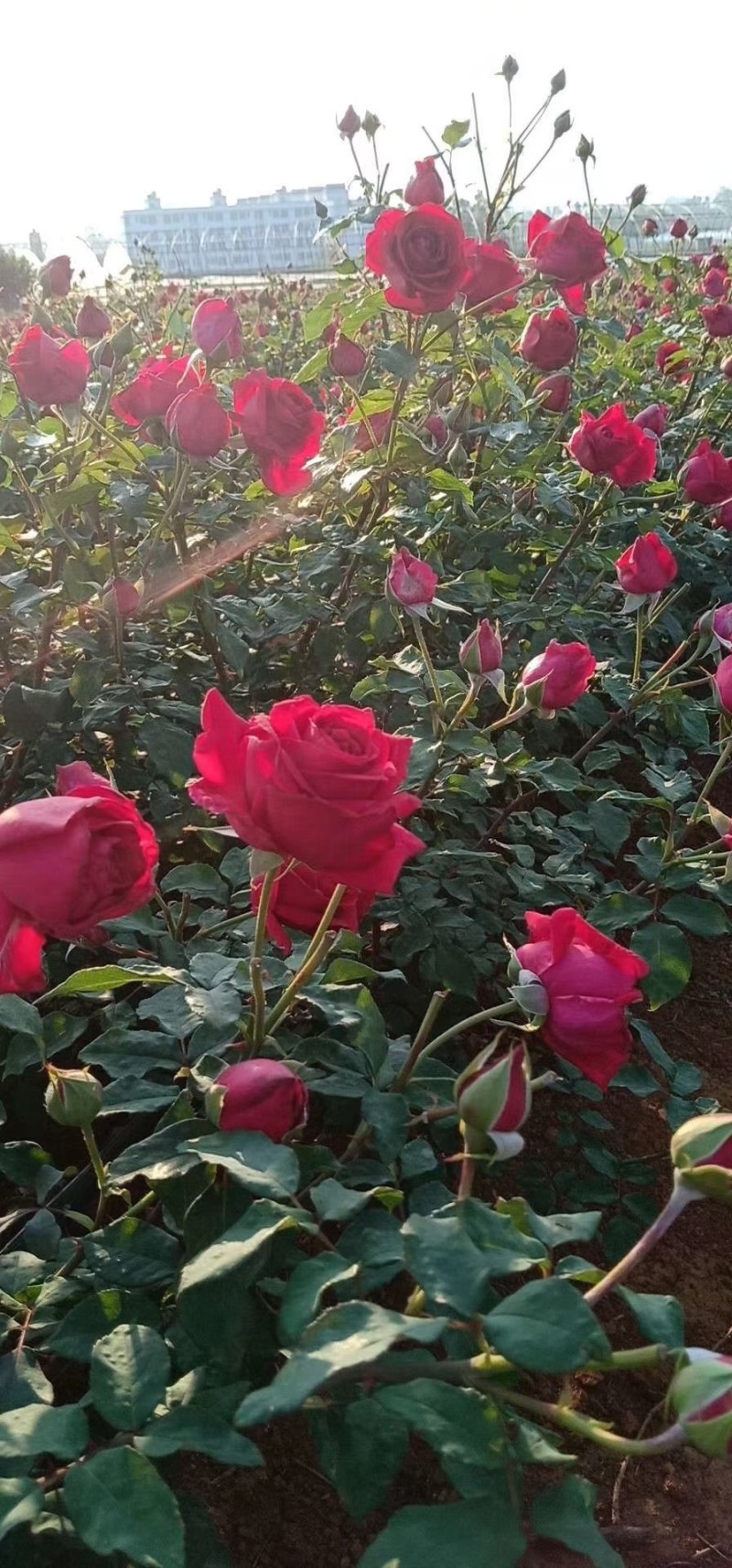 墨红玫瑰花瓣玫瑰花瓣新花大片完整各种花瓣冻干花瓣烤干花瓣