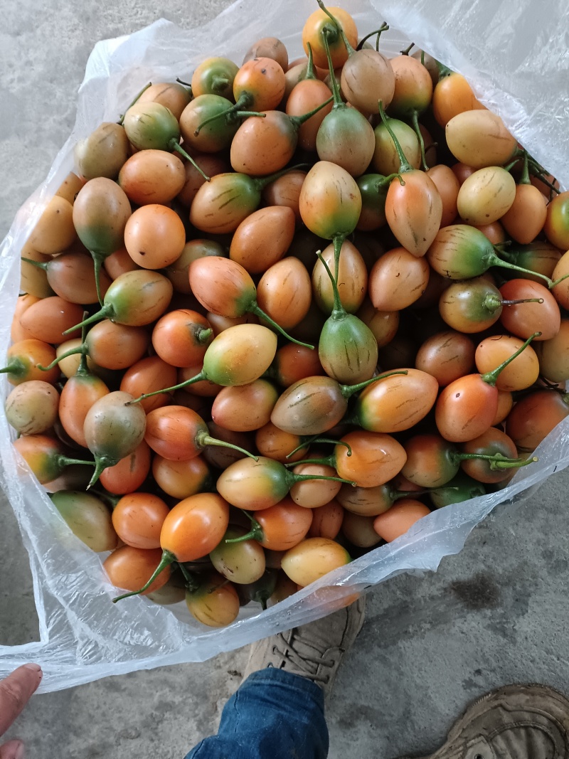 云南大树番茄