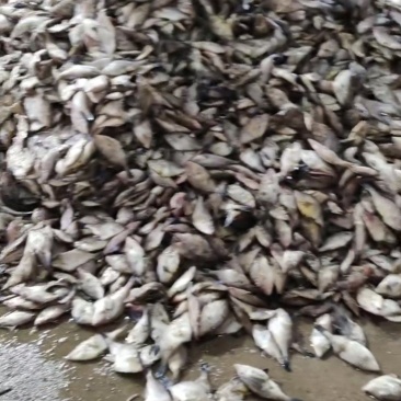 需要扒皮鱼加工厂来，大量有原料