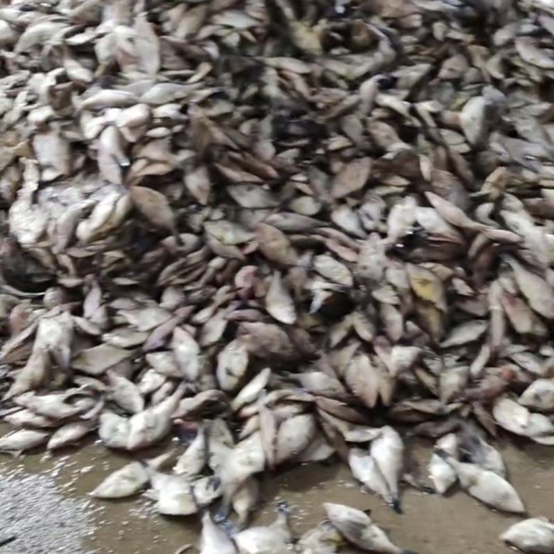 需要扒皮鱼加工厂来，大量有原料