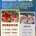 （一件代发）突尼斯软籽石榴爆甜多汁