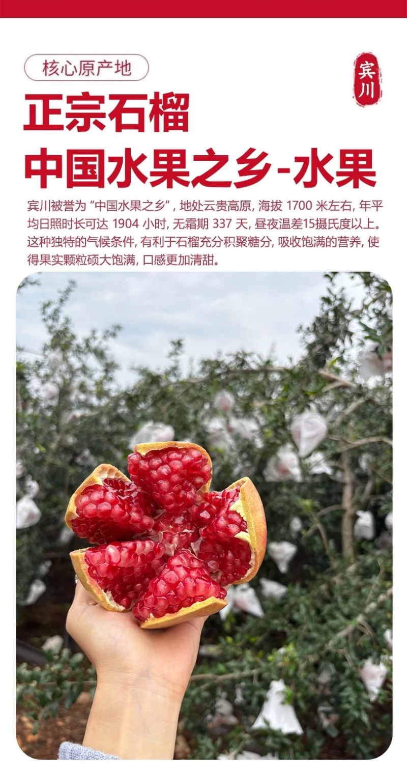 （一件代发）突尼斯软籽石榴爆甜多汁