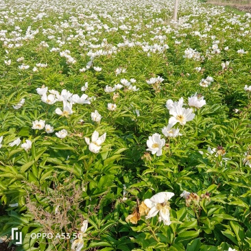 赤芍子