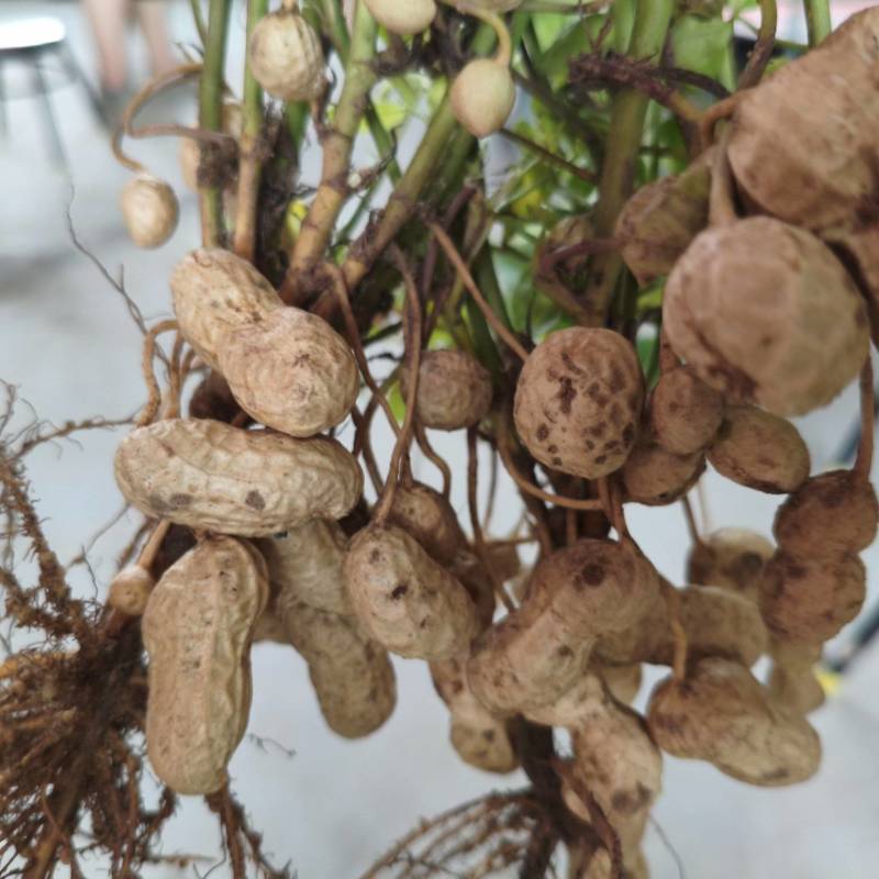 渭南市大荔沙底花生