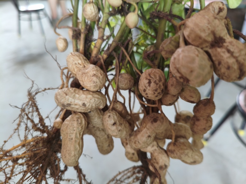 渭南市大荔沙底花生