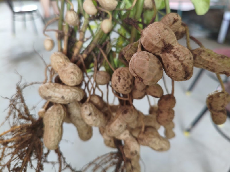 渭南市大荔沙底花生