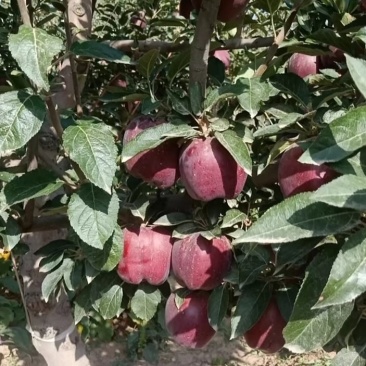 现货批发