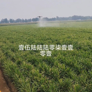 生姜，出青苗姜自家200亩