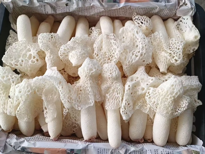 新鲜红托竹荪