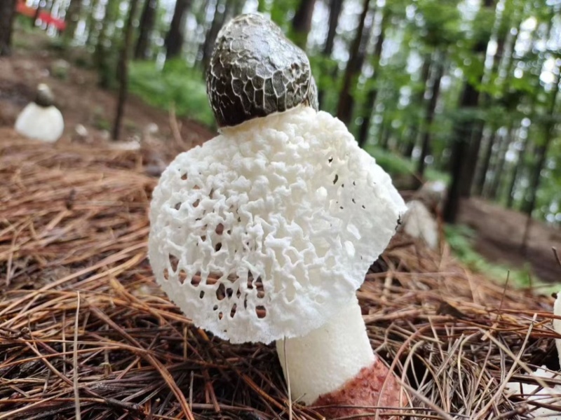 新鲜红托竹荪