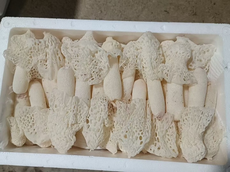 新鲜红托竹荪