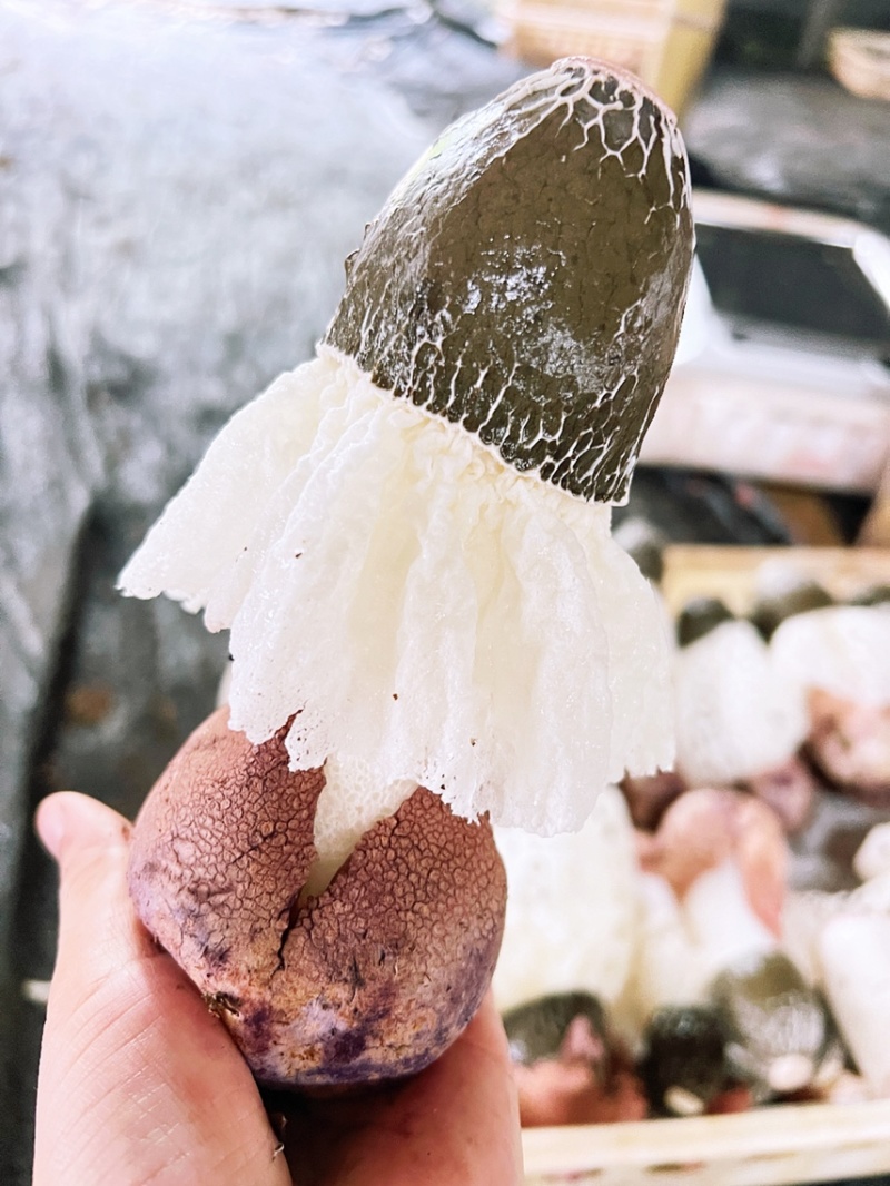 新鲜红托竹荪