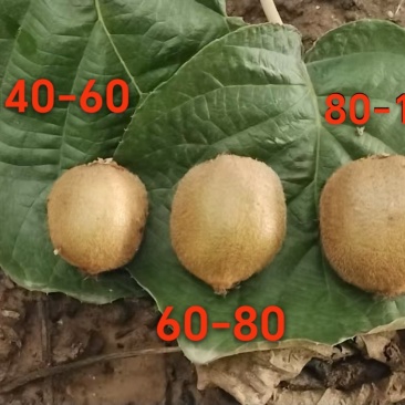 单果40-60克，5斤装