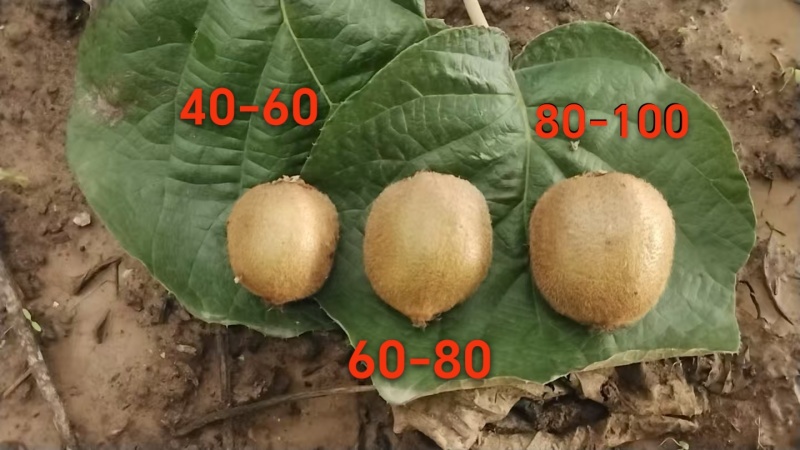 单果40-60克，5斤装