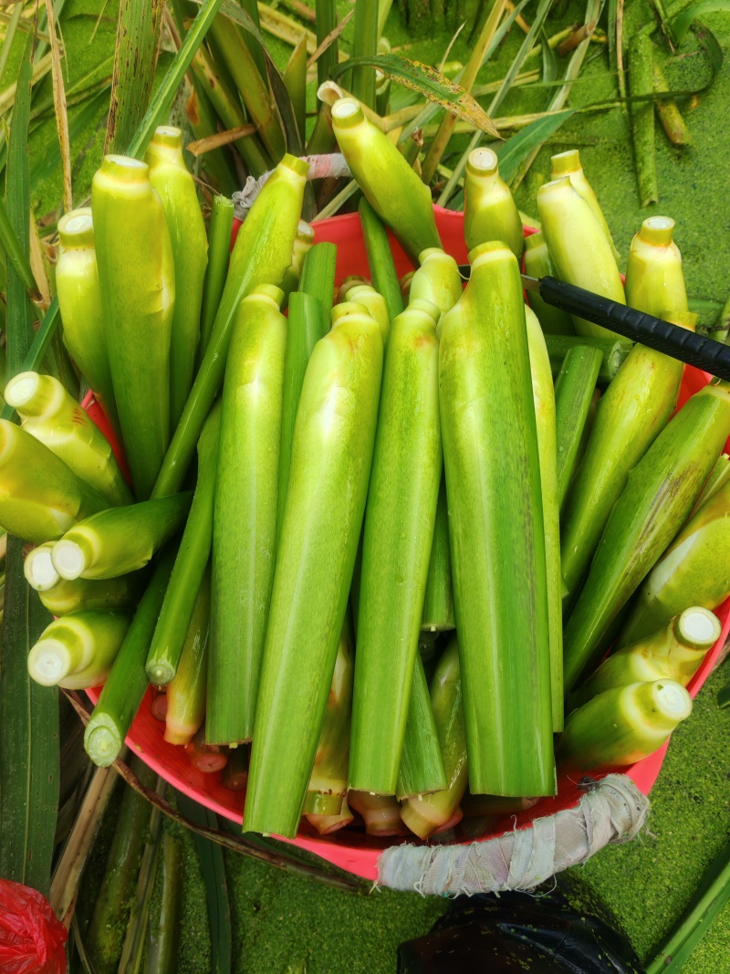 精品茭白货源充足