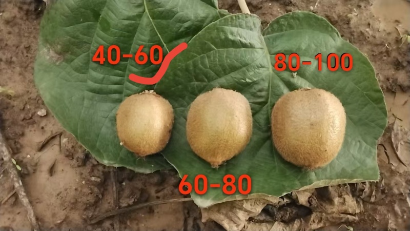 单果40-60克，5斤装
