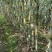 青皮水果甘蔗、一手货源、口感脆甜、国庆上市