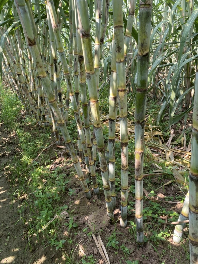 青皮水果甘蔗、一手货源、口感脆甜、国庆上市