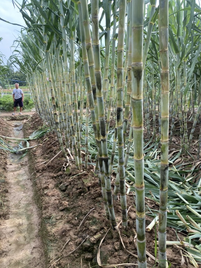 青皮水果甘蔗、一手货源、口感脆甜、国庆上市