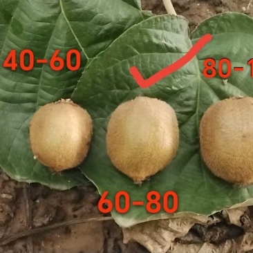 单果60-80克，5斤装