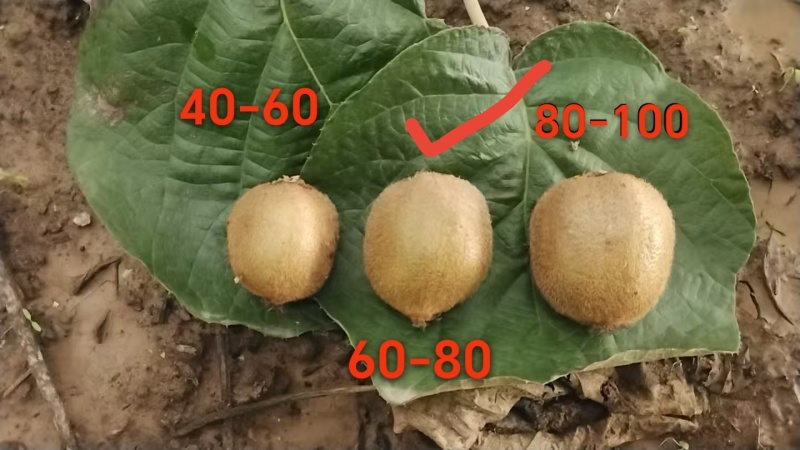 单果60-80克，5斤装
