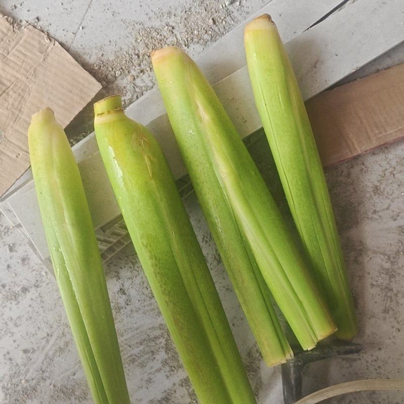 精品茭白货源充足